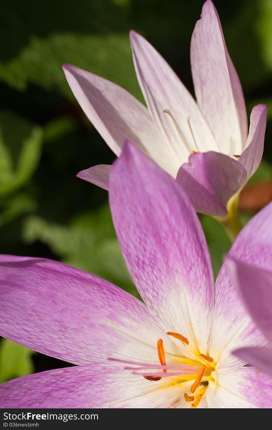 Autumn crocus (Colchicum autumnale)