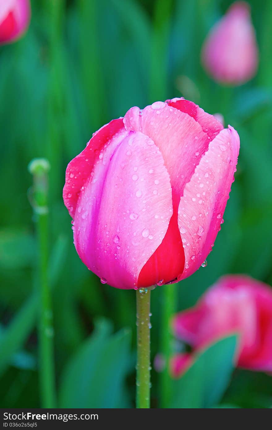 Colorful tulipe flower with morning dew drops. Colorful tulipe flower with morning dew drops