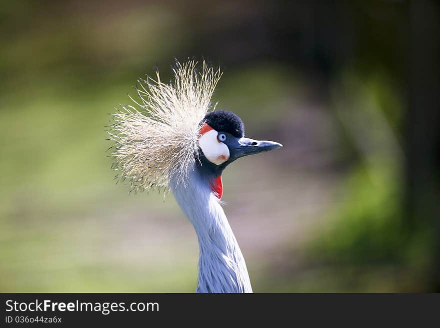 A beautiful Crane displaying a lovely natural headdress. A beautiful Crane displaying a lovely natural headdress.