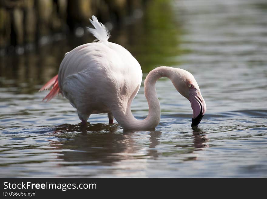 Ruffled Feathers