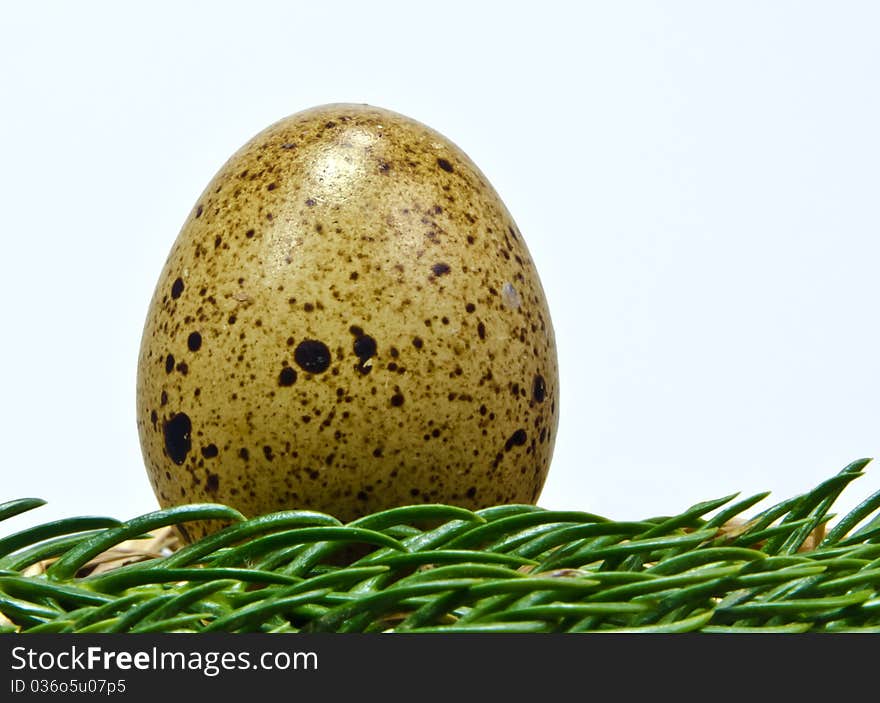 Eggs of quails are popular dietary and healthy food. Eggs of quails are popular dietary and healthy food