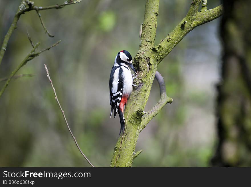 A beautiful Spotted Woodpecker chiseling away at the branch of a tree. A beautiful Spotted Woodpecker chiseling away at the branch of a tree