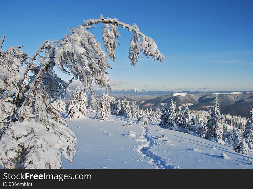 Winter  firs under snow