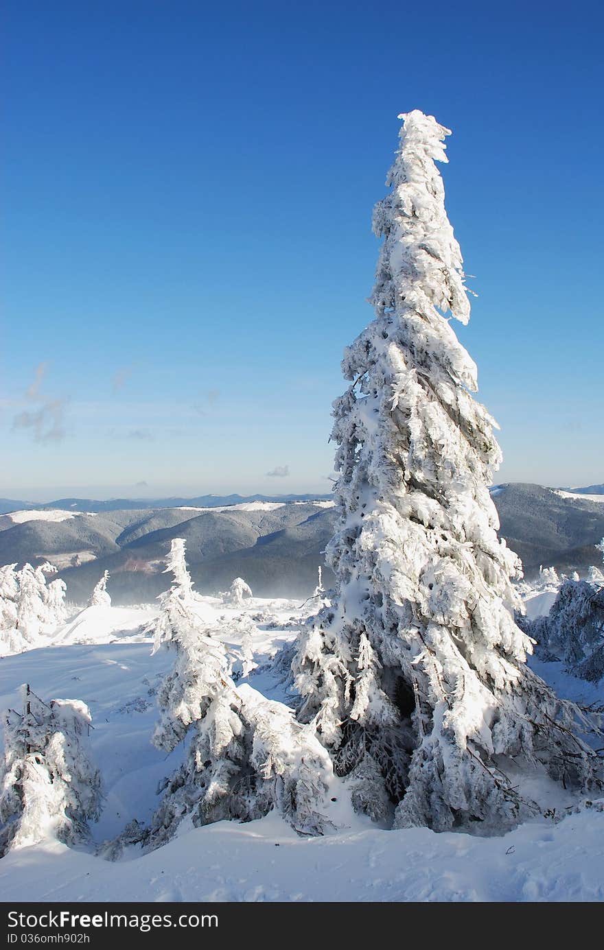 Winter  firs under snow