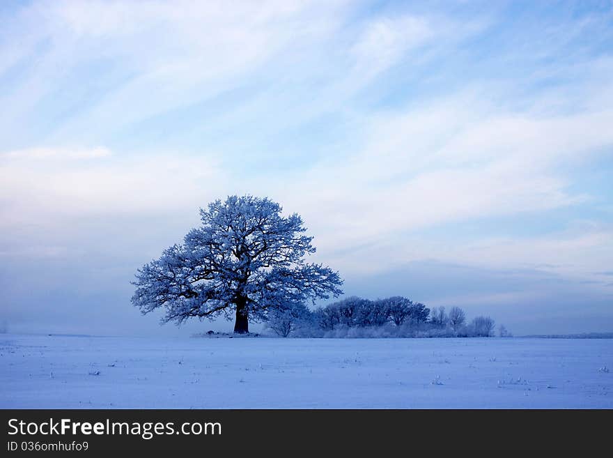 Big oak in a snowy cold field in norway. Big oak in a snowy cold field in norway