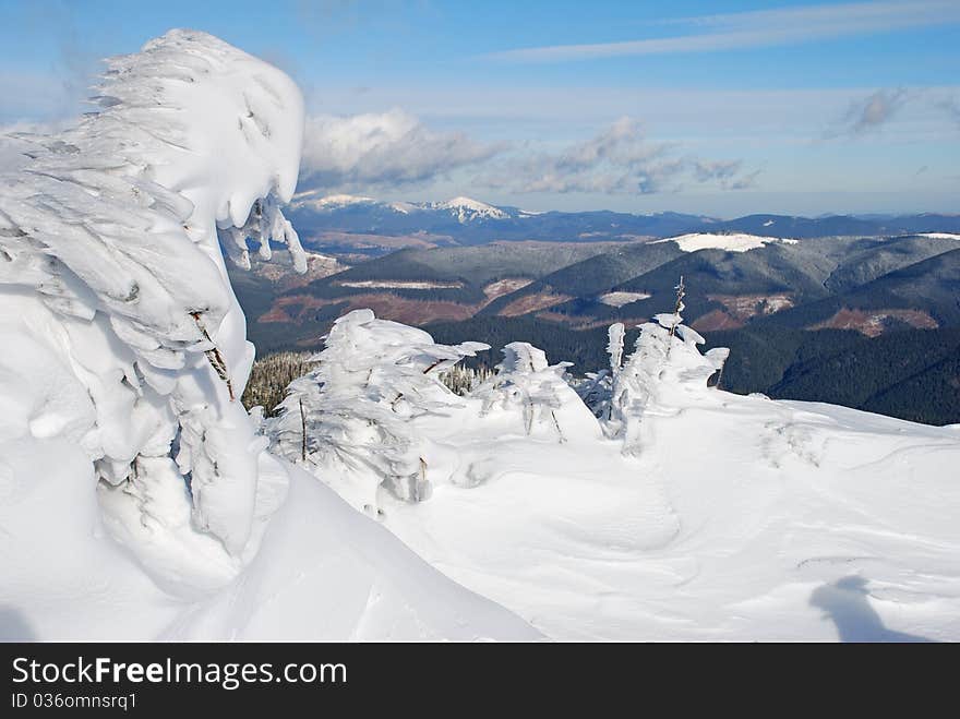 Winter  firs under snow