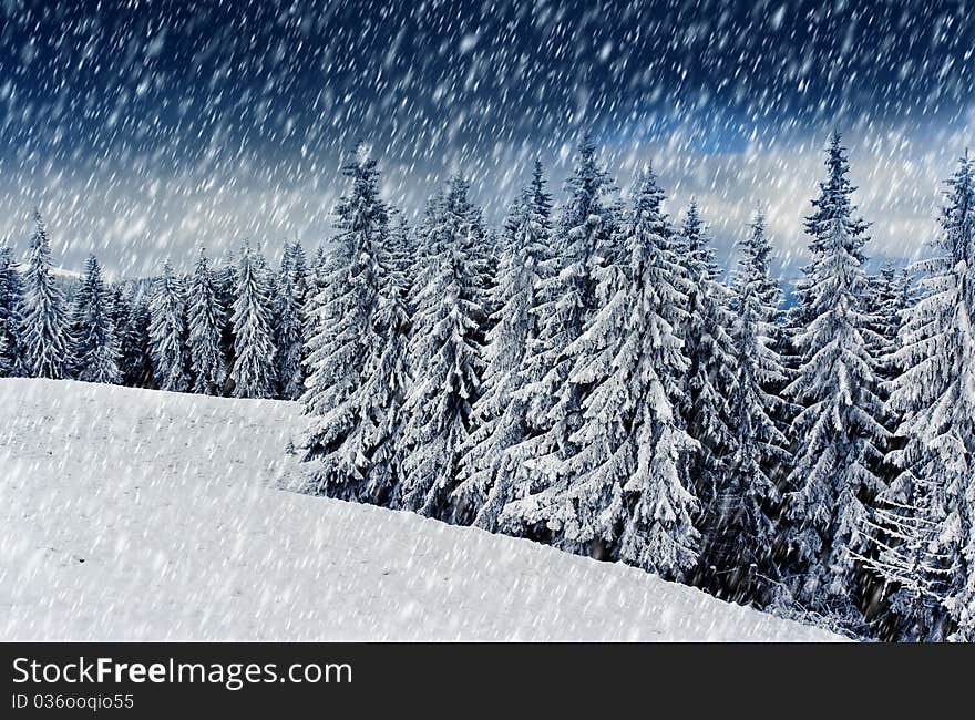 Winter Trees