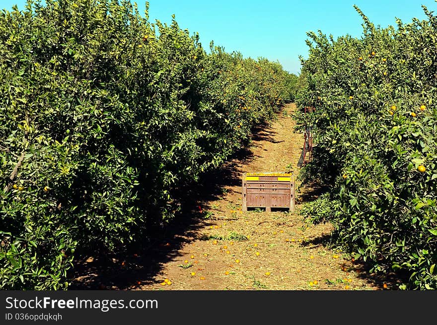 Mandarin Grove in winter. Israel. Mandarin Grove in winter. Israel.