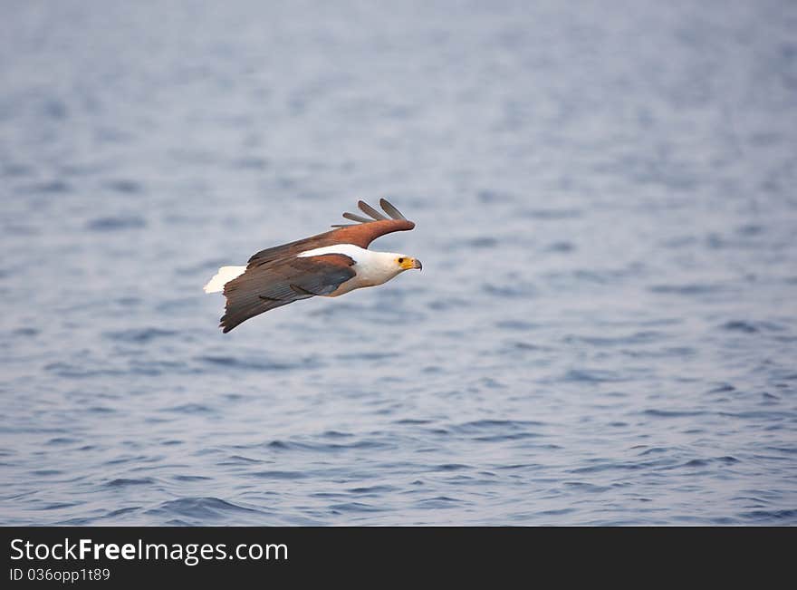 African Fish Eagle (Haliaeetus vocifer)