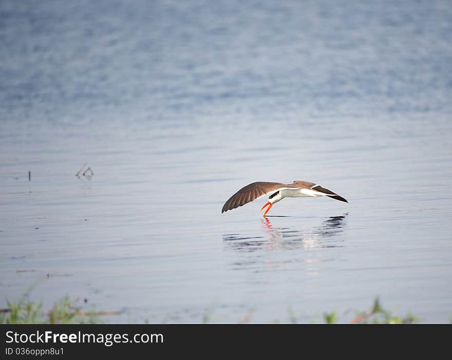 African Skimmer (Rynchops flavirostris) in flight catching food from the river in Botswana