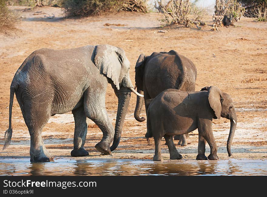 Group of Large and small African elephants (Loxodonta Africana) drinking water from the river in savanna in Botswana