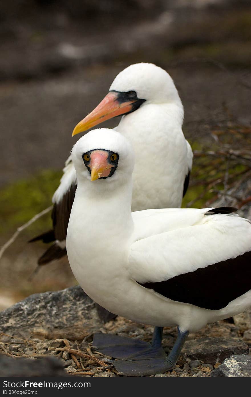 Two Nazca Boobies