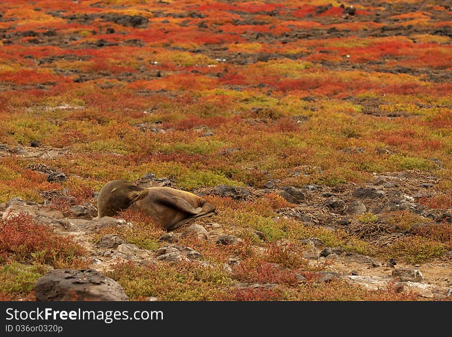 A sea lion lounging in the Galapagos Islands. A sea lion lounging in the Galapagos Islands