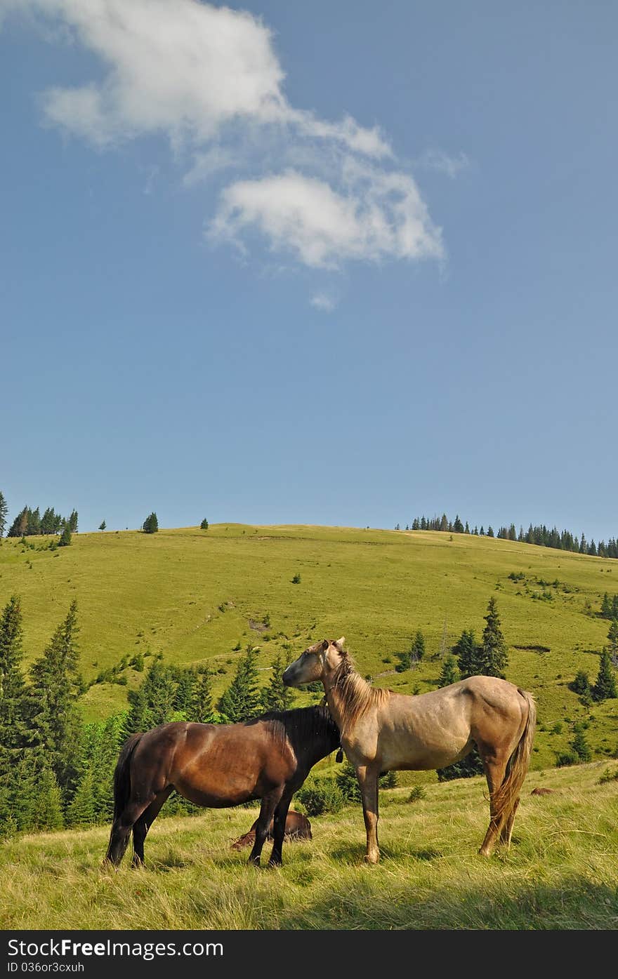 Horses on a hillside in a summer landscape under the dark blue sky