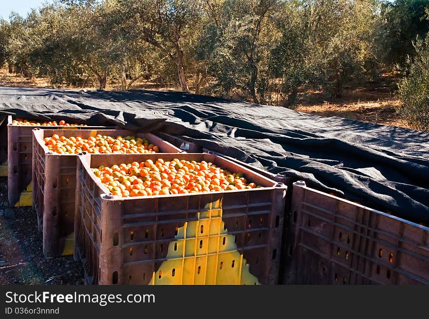 Background of orange tangerine fruits . Market. Background of orange tangerine fruits . Market.