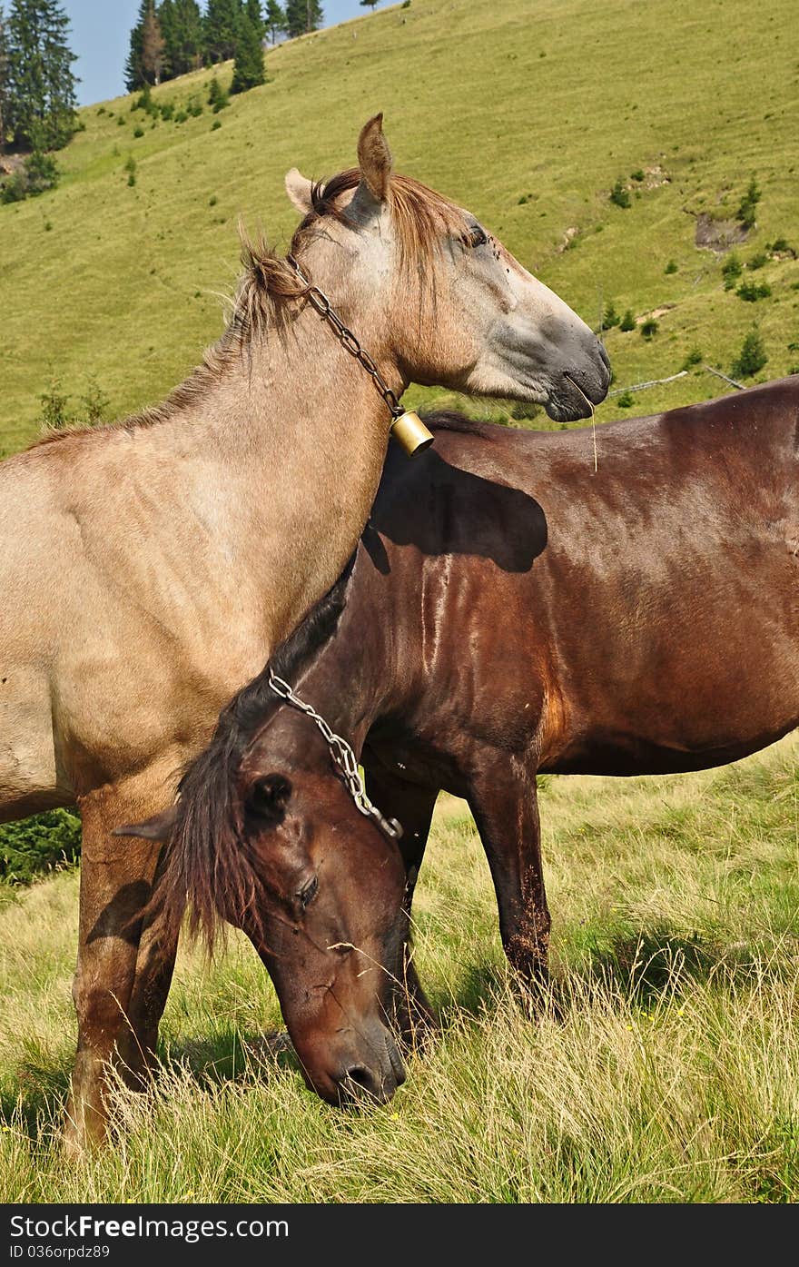 Horses on a hillside in a summer landscape under the dark blue sky