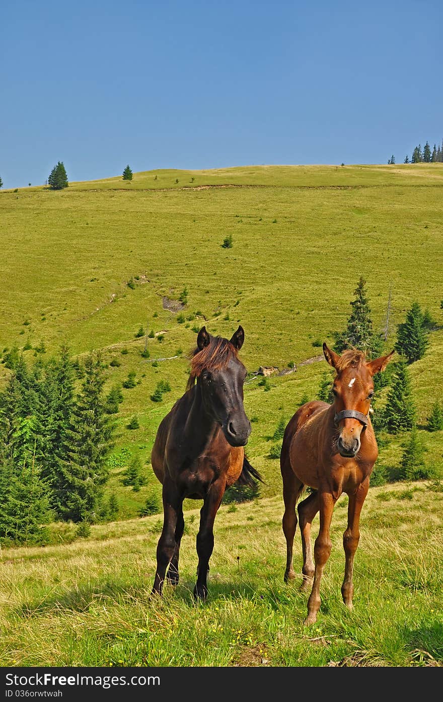 Horses on a hillside in a summer landscape under the dark blue sky