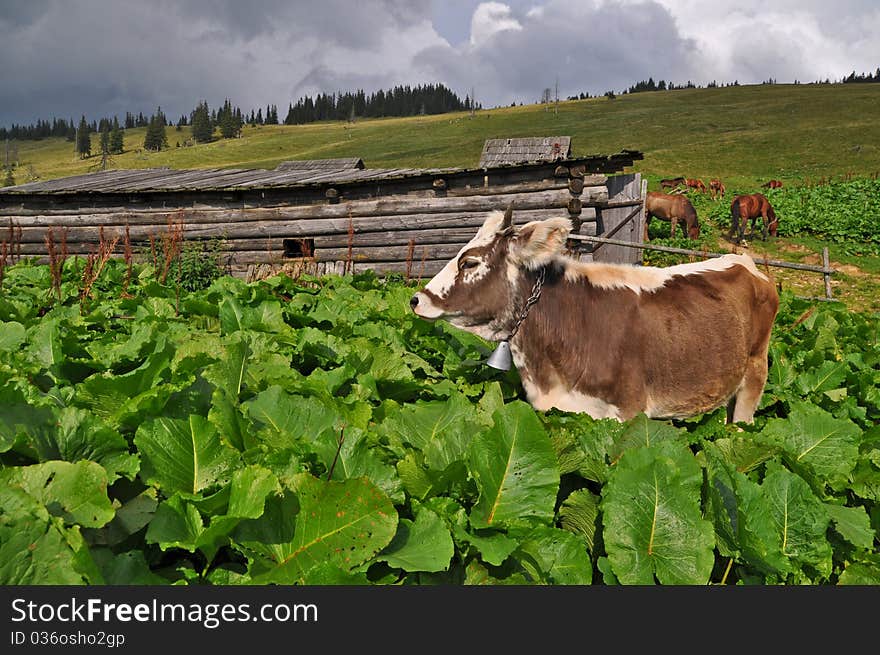 Cow On A Mountain Pasture