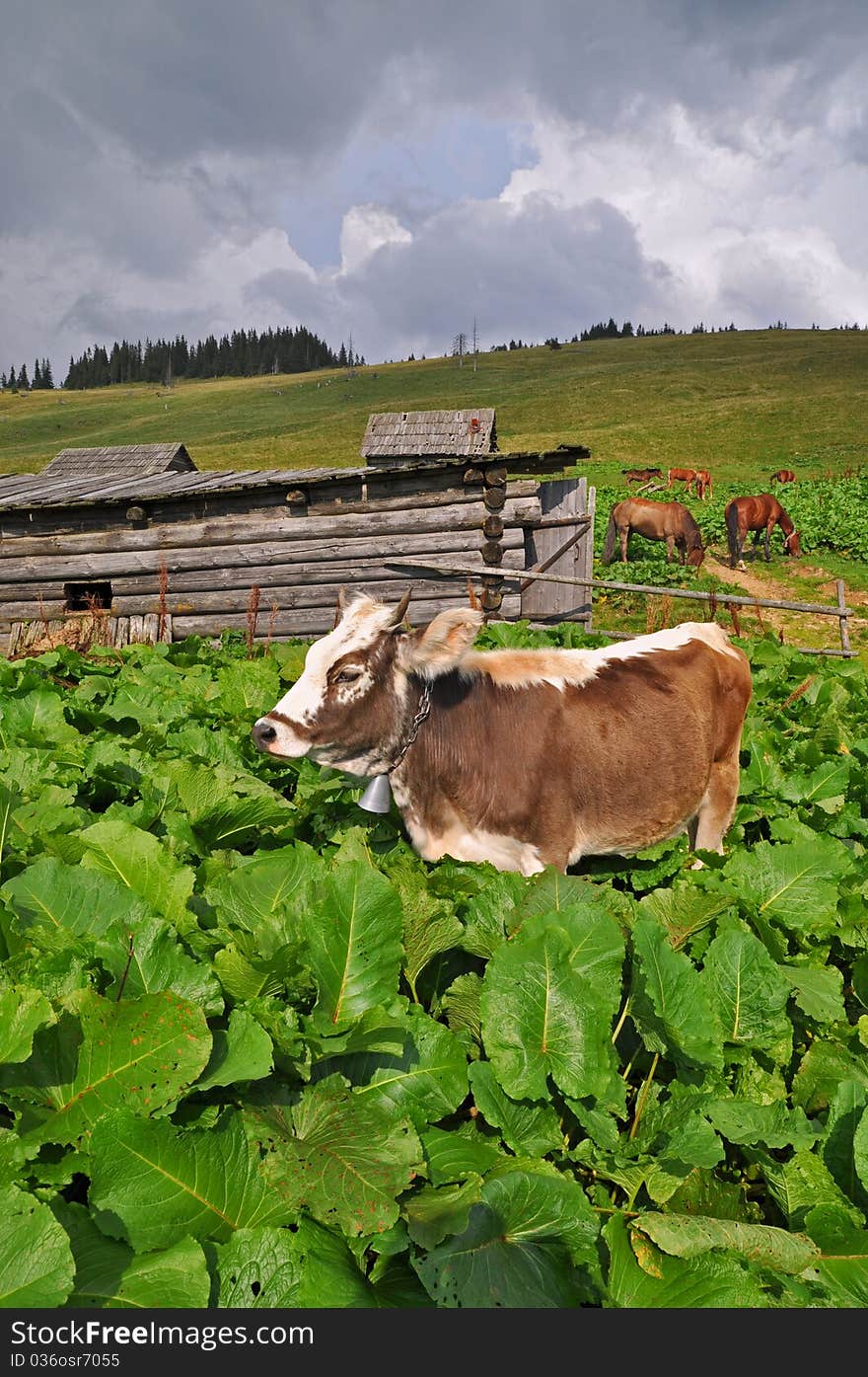 Cow on a mountain pasture