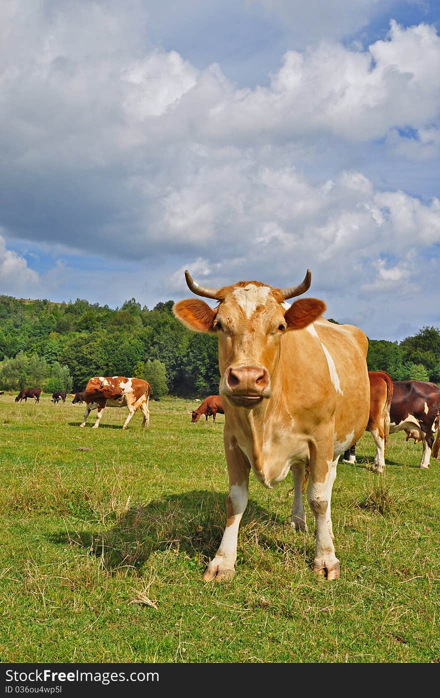 Cows on a summer pasture