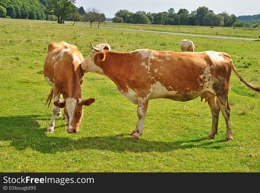 Cows On A Summer Pasture