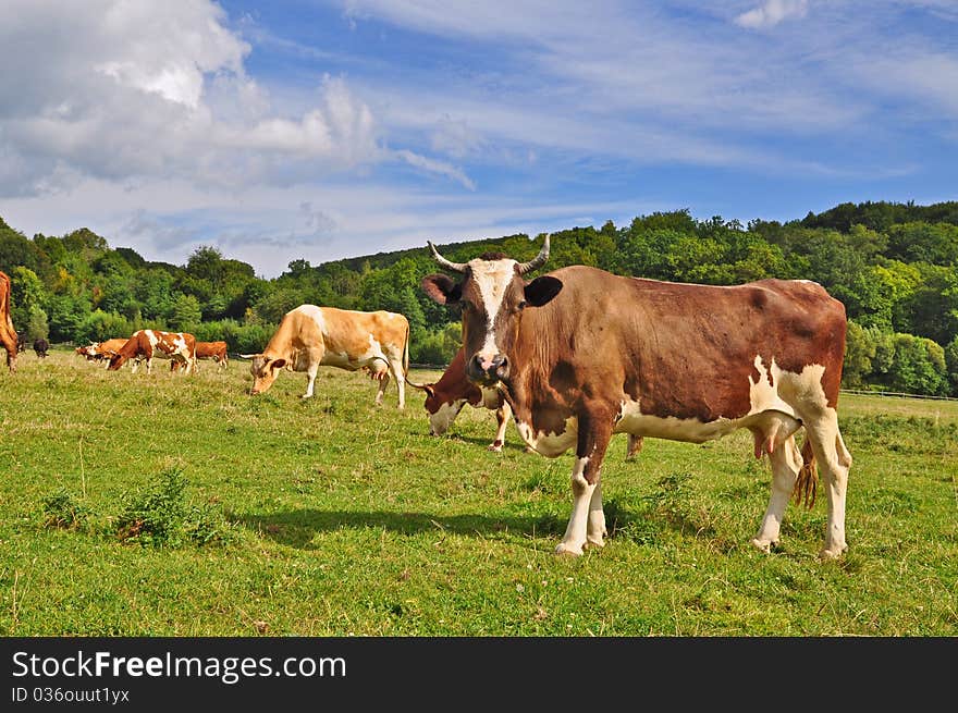 Cows on a summer pasture