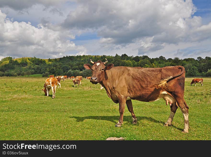 Cows on a summer pasture