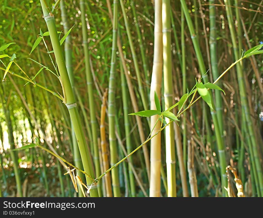 Bamboo grove. Can be used as a background. Bamboo grove. Can be used as a background