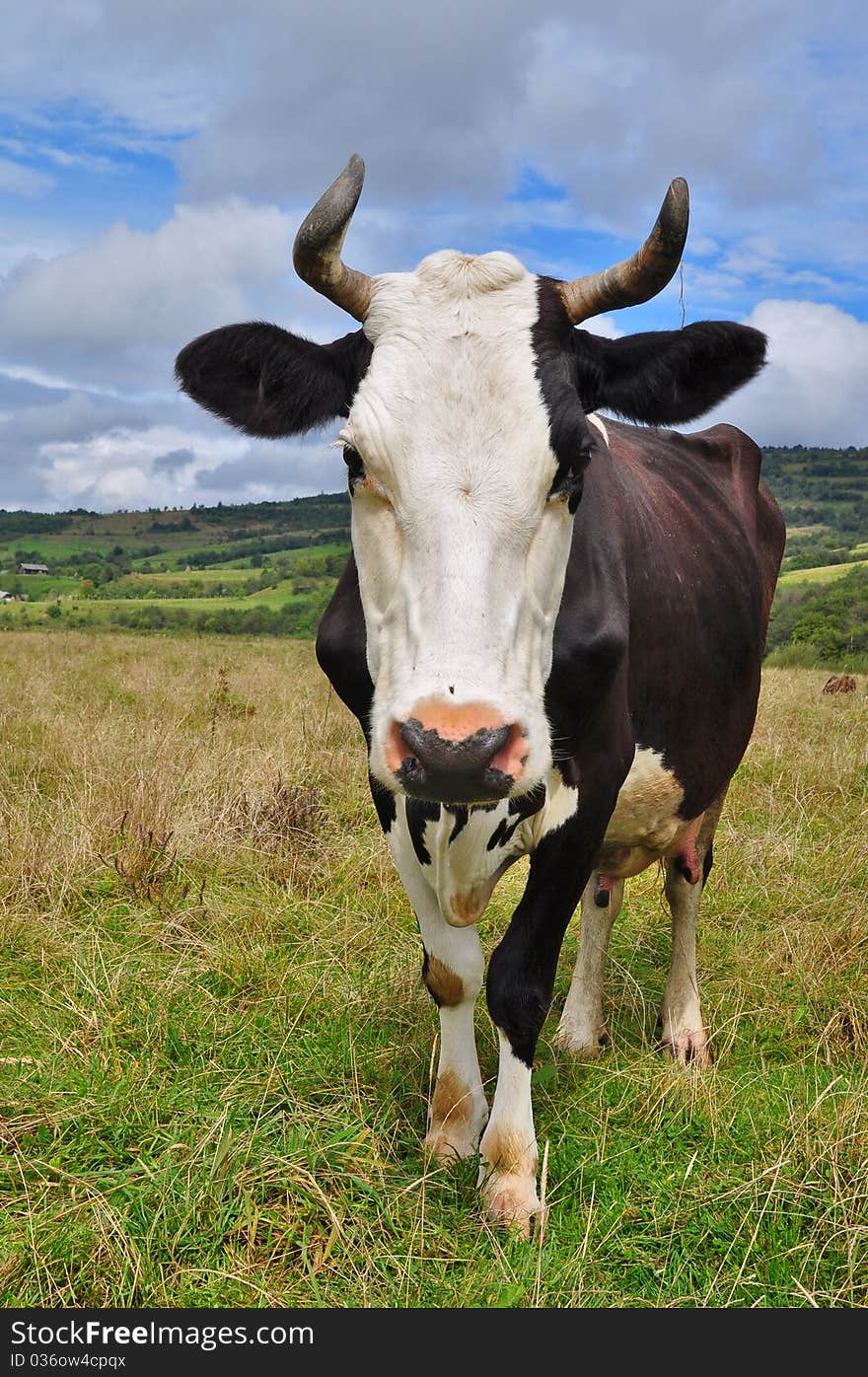 A cow on a summer pasture in a rural landscape