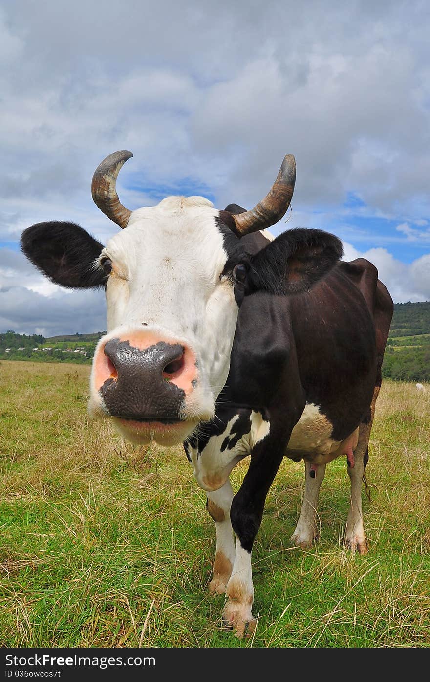 Cow on a summer pasture