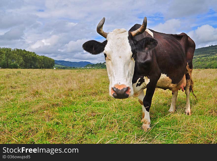 Cow on a summer pasture