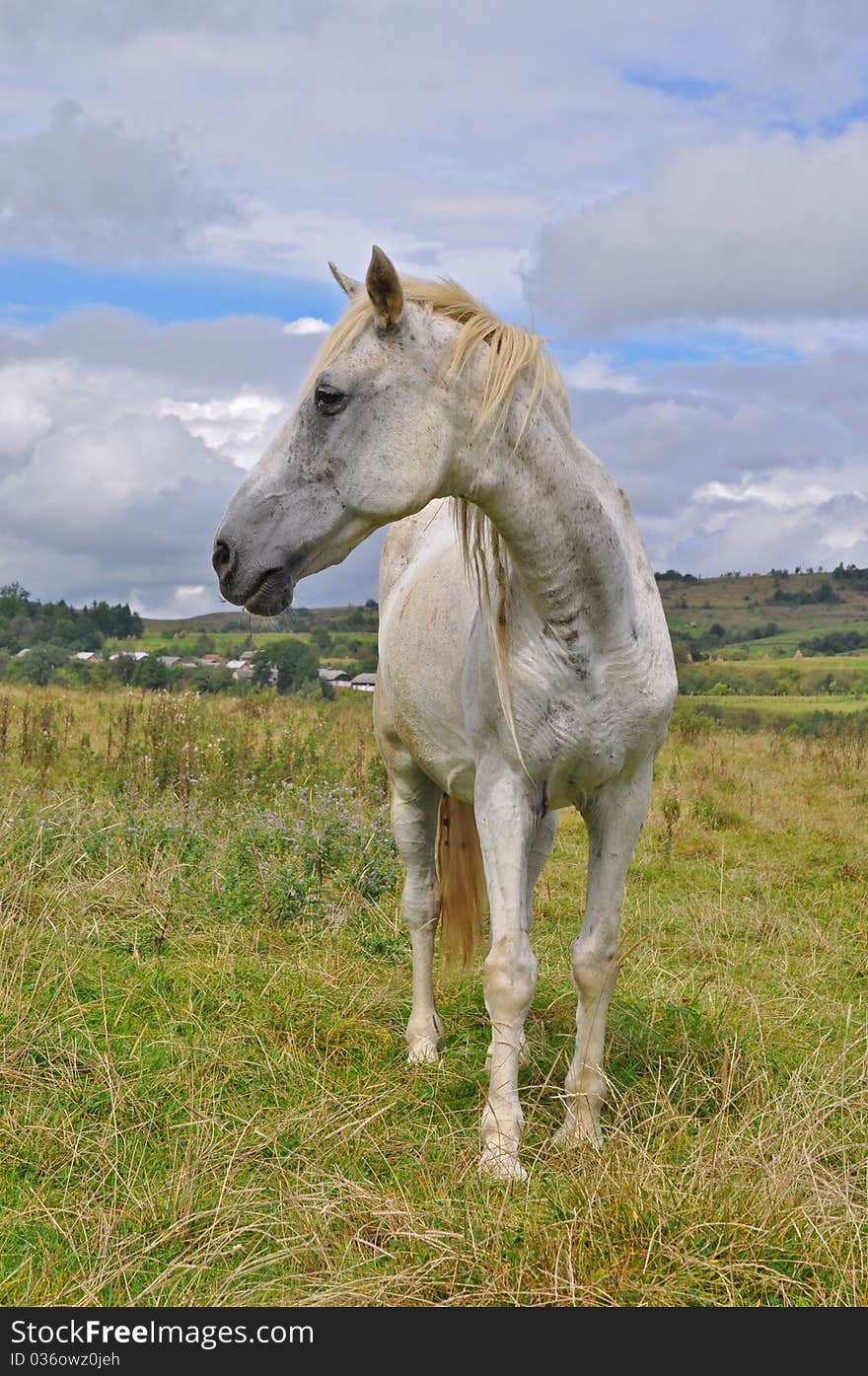 Horse  on a summer pasture