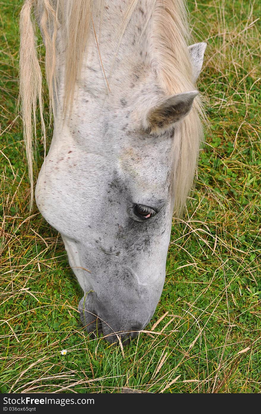 Horse  on a summer pasture