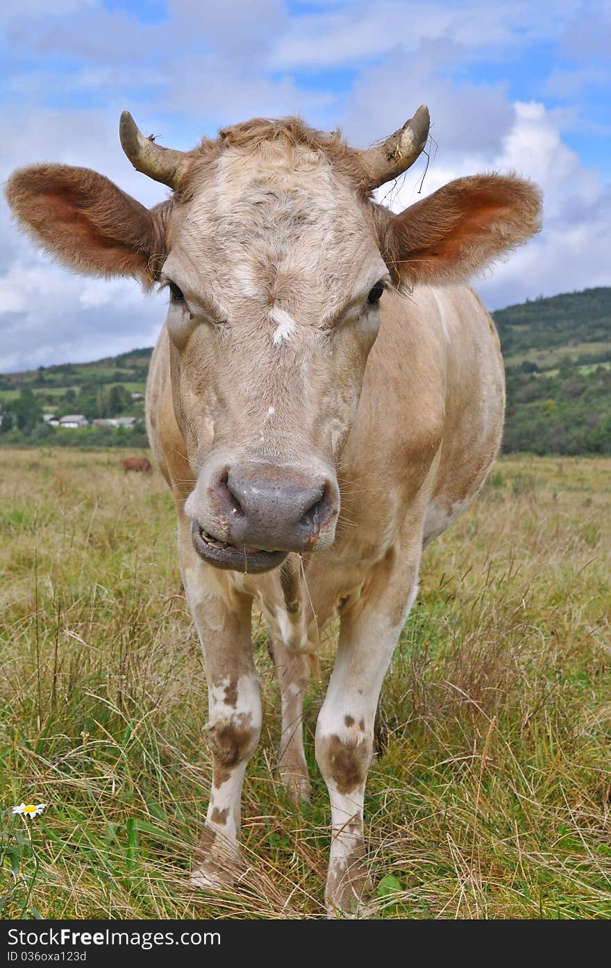 Cow on a summer pasture