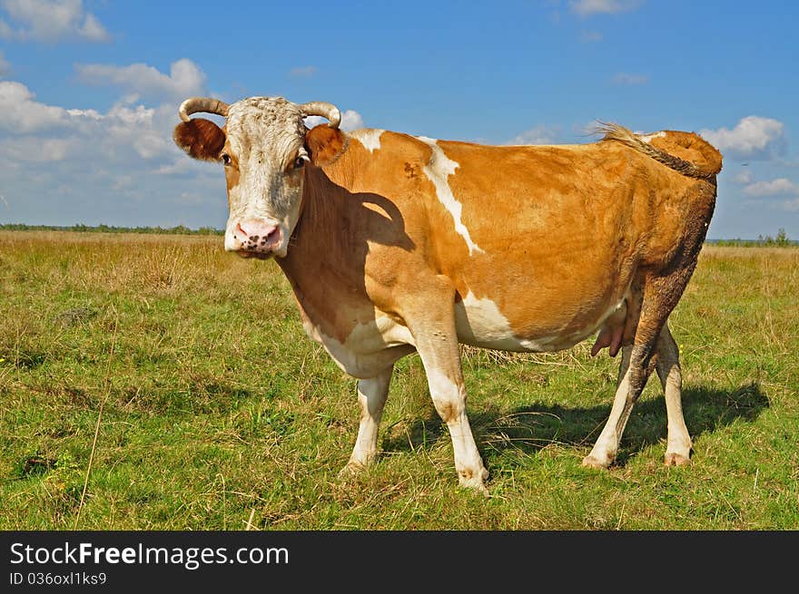 A cow on a summer pasture in a rural landscape