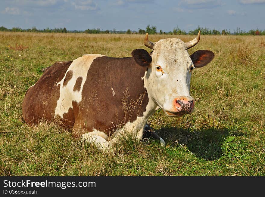 A cow on a summer pasture in a rural landscape