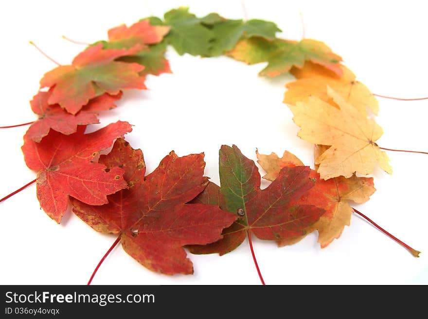 Close-up of autumn multi-colored maple leaves - isolated on white. Close-up of autumn multi-colored maple leaves - isolated on white