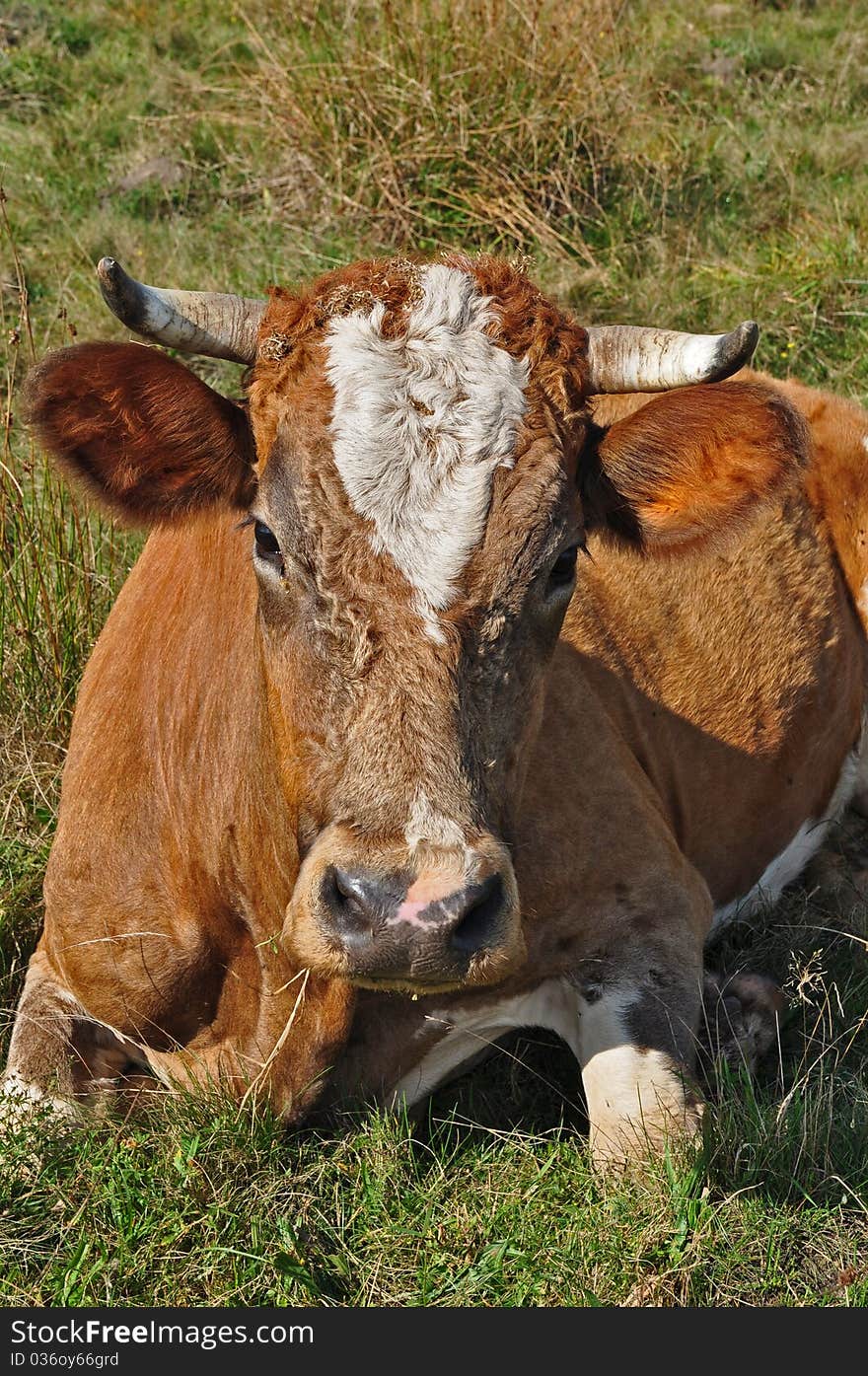 Cow on a summer pasture