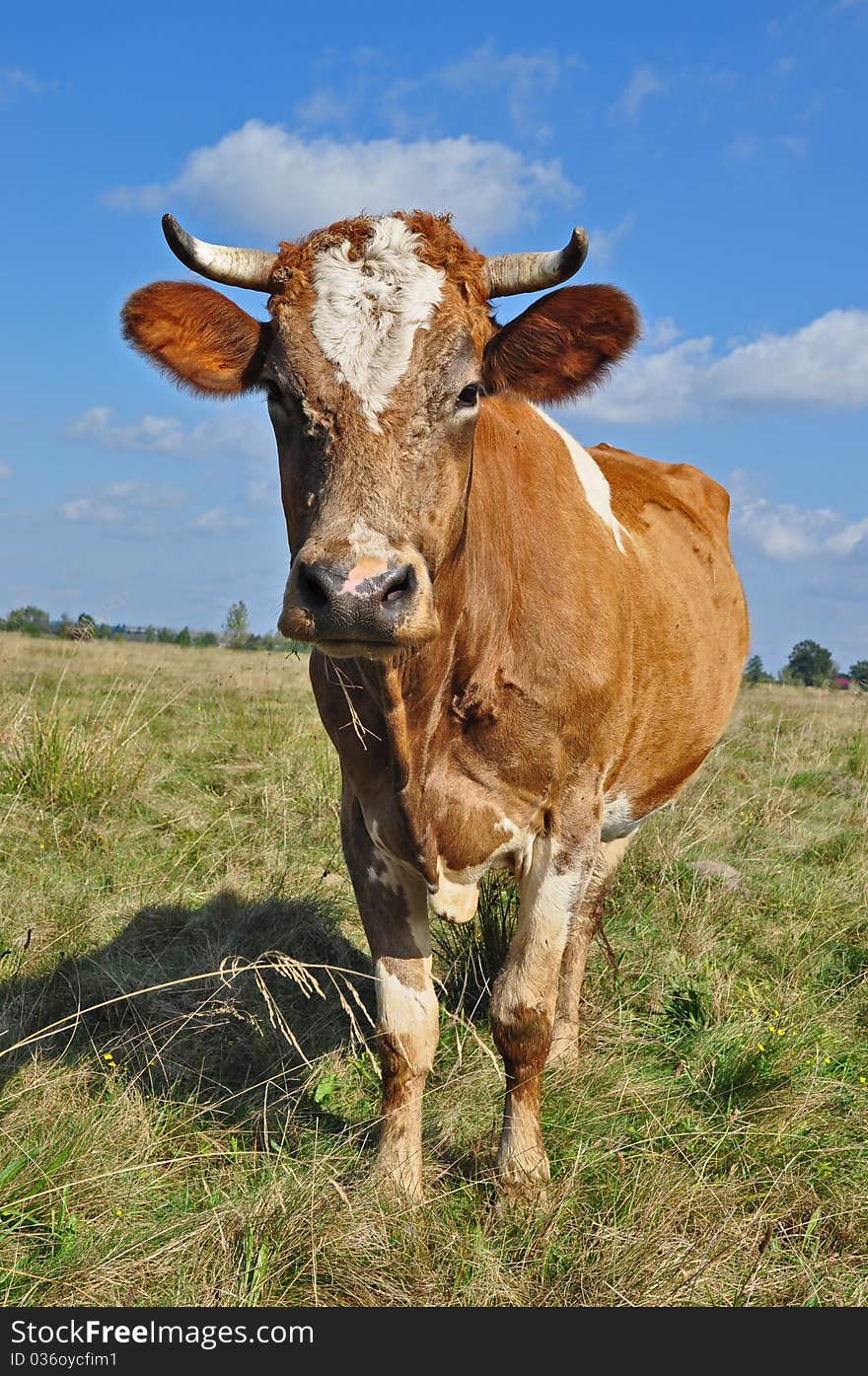 Cow On A Summer Pasture