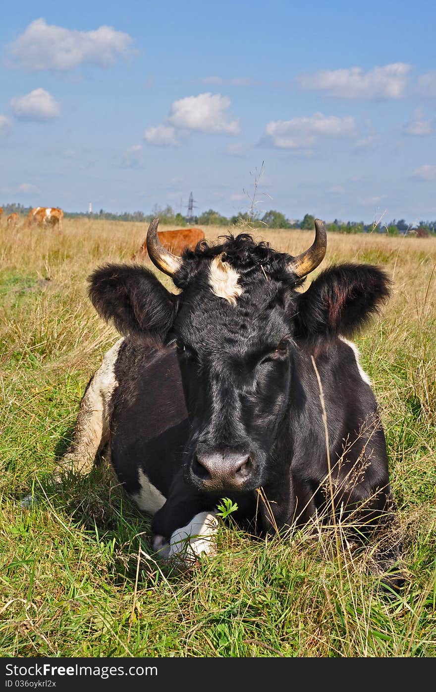 Cow On A Summer Pasture