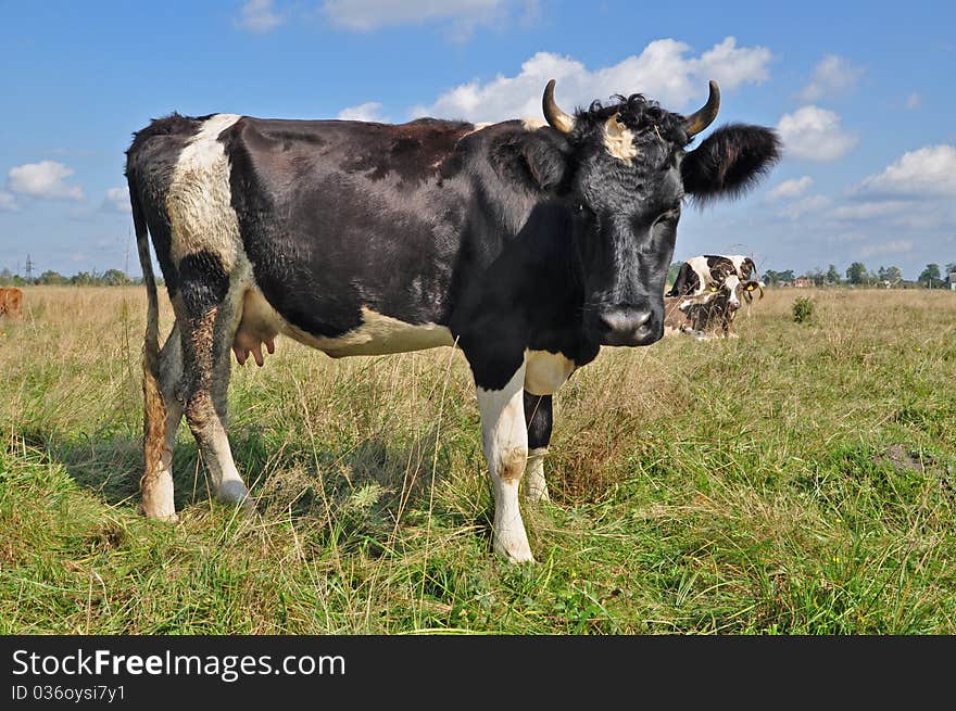 Cow on a summer pasture