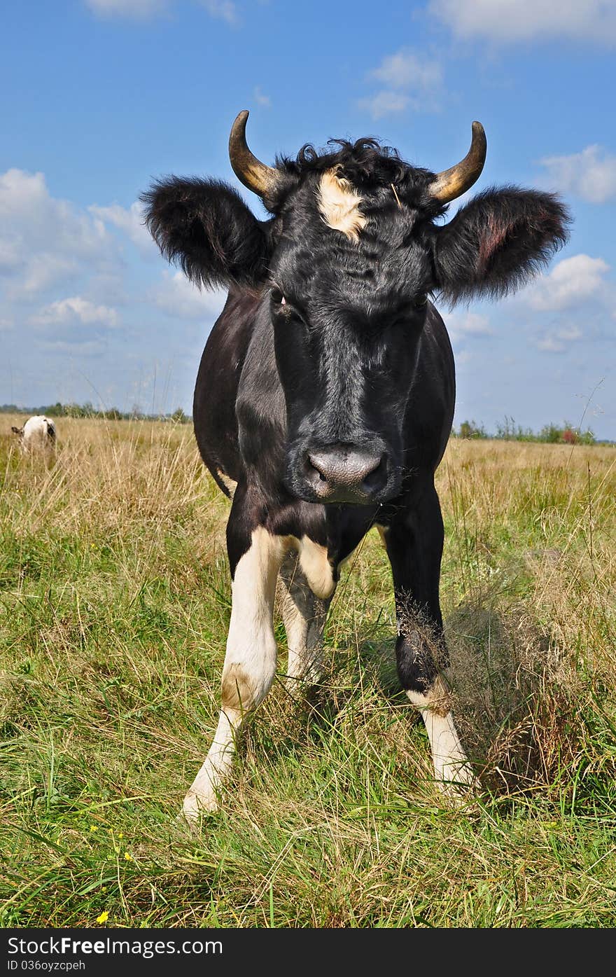 A cow on a summer pasture in a rural landscape