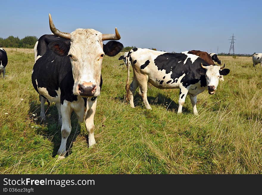 Cows on a summer pasture