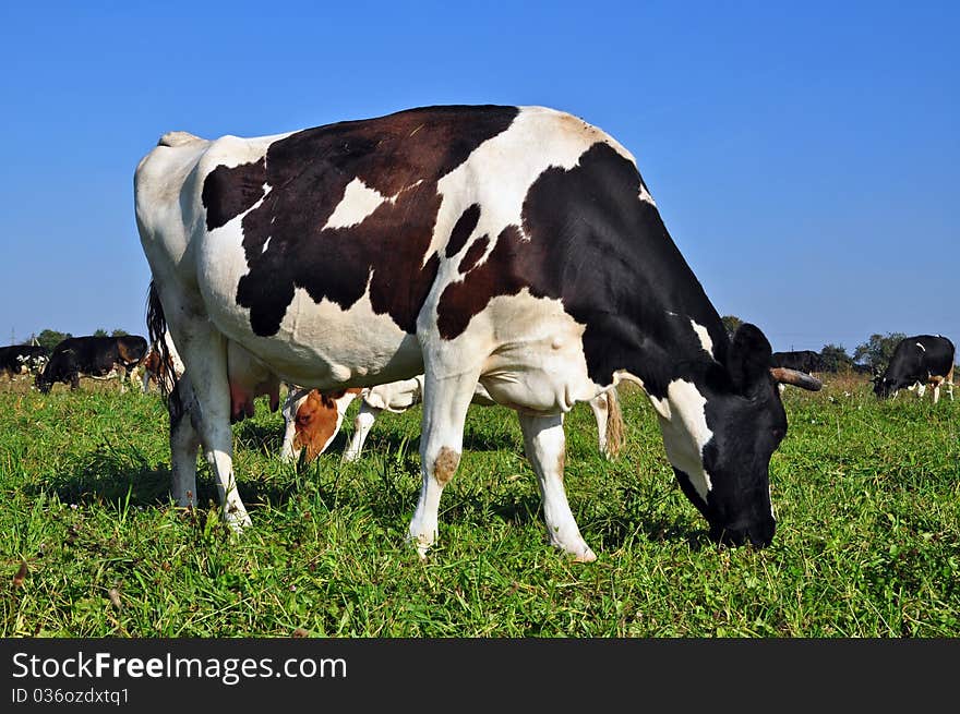 Cows on a summer pasture