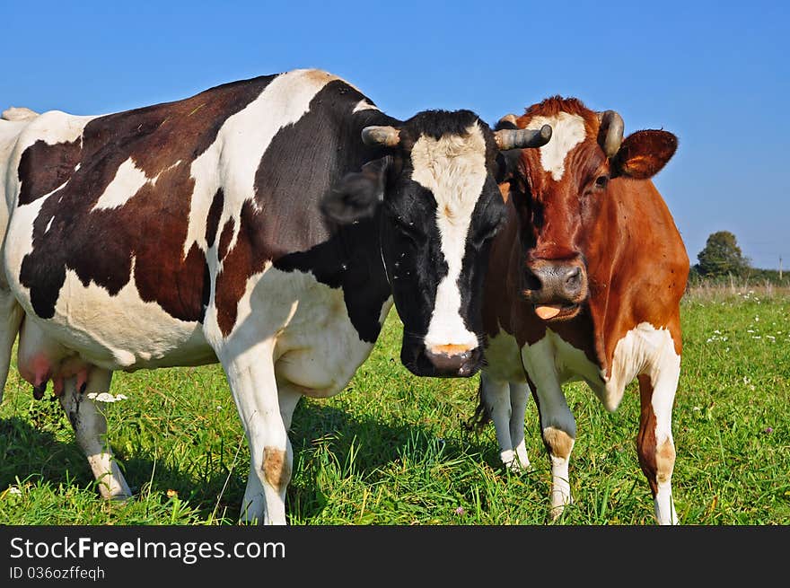 Cows on a summer pasture