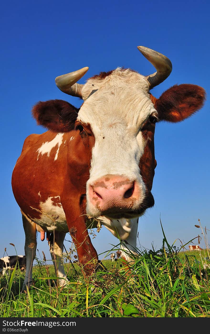 A cow on a summer pasture in a rural landscape