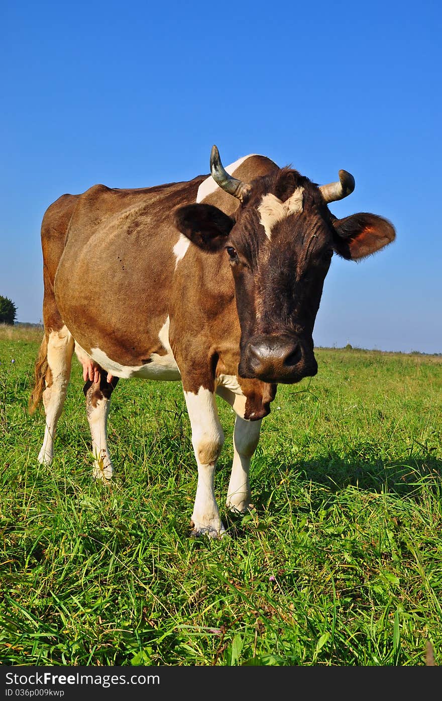 A cow on a summer pasture in a rural landscape