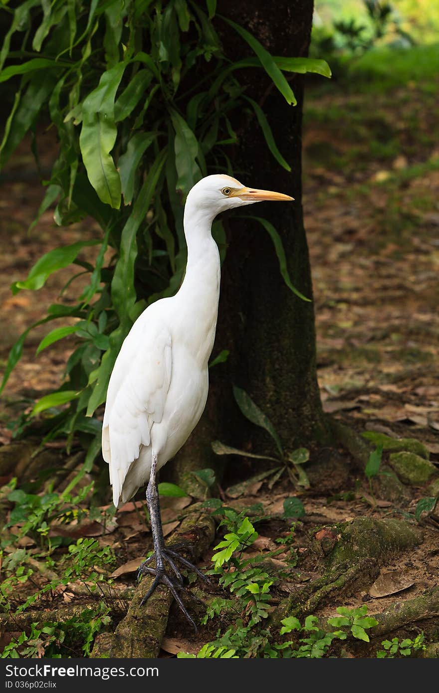 White cattle egret bird on the ground