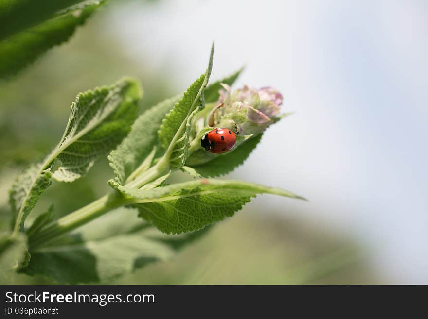 Ladybug sitting on some green flower