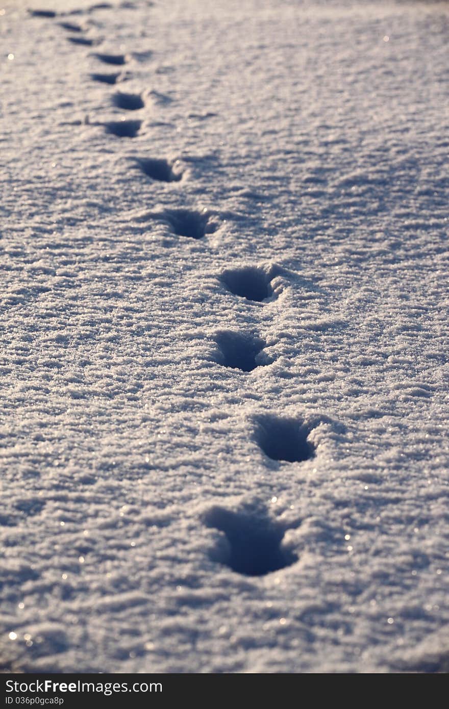 A tracks in the winter sunny day